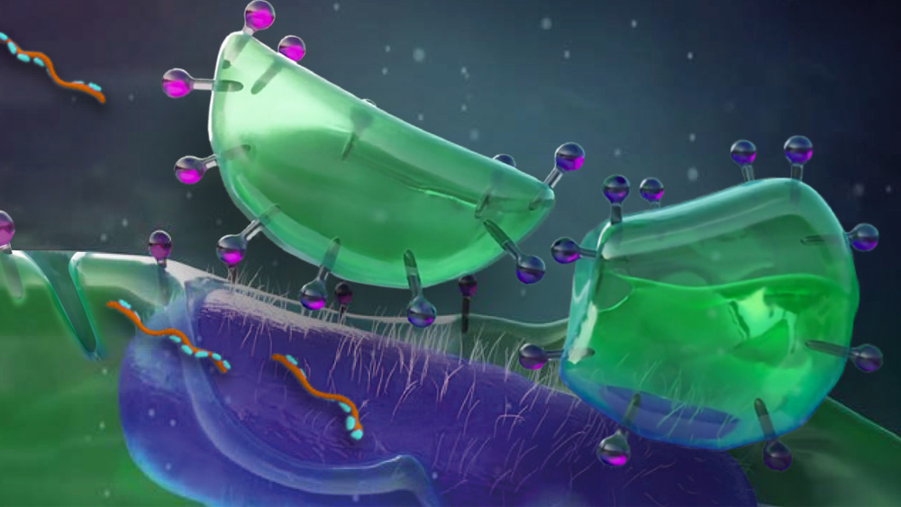 Farverig videnskabelig illustration, der viser biofilmceller​